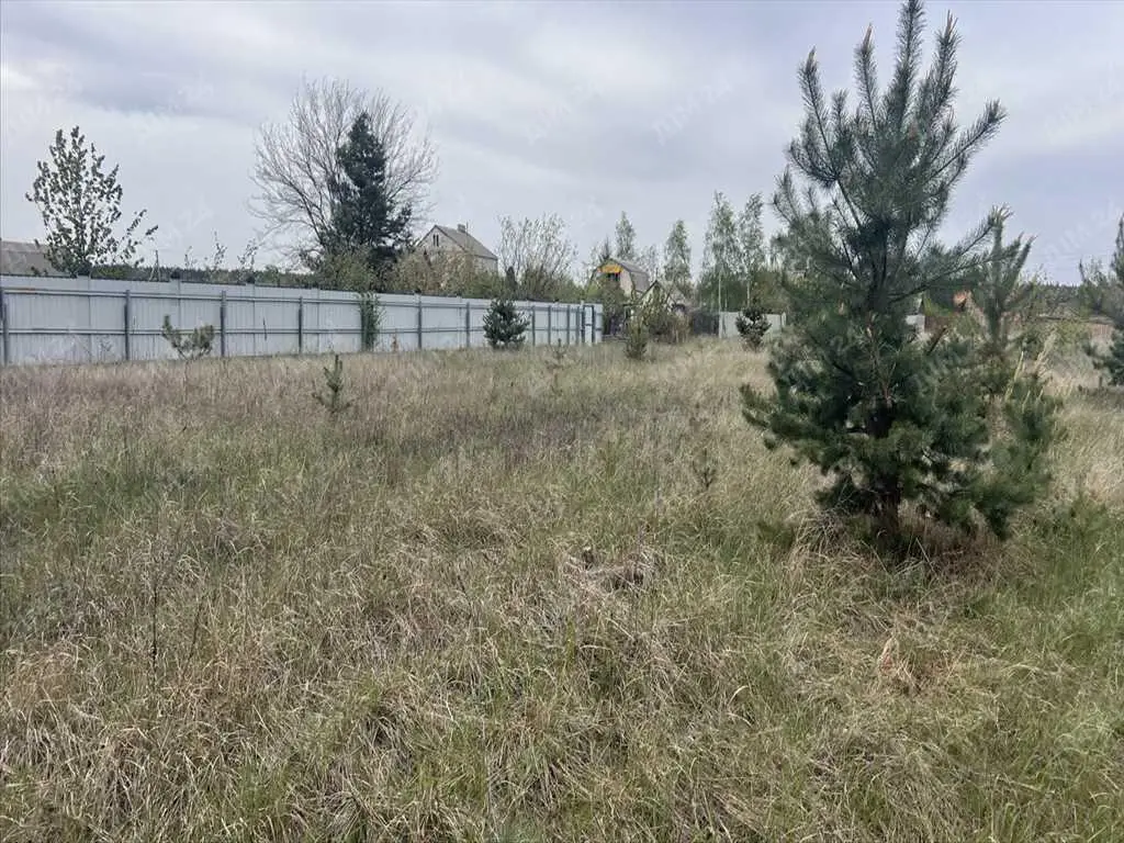 Ділянка в сосновому лісі!