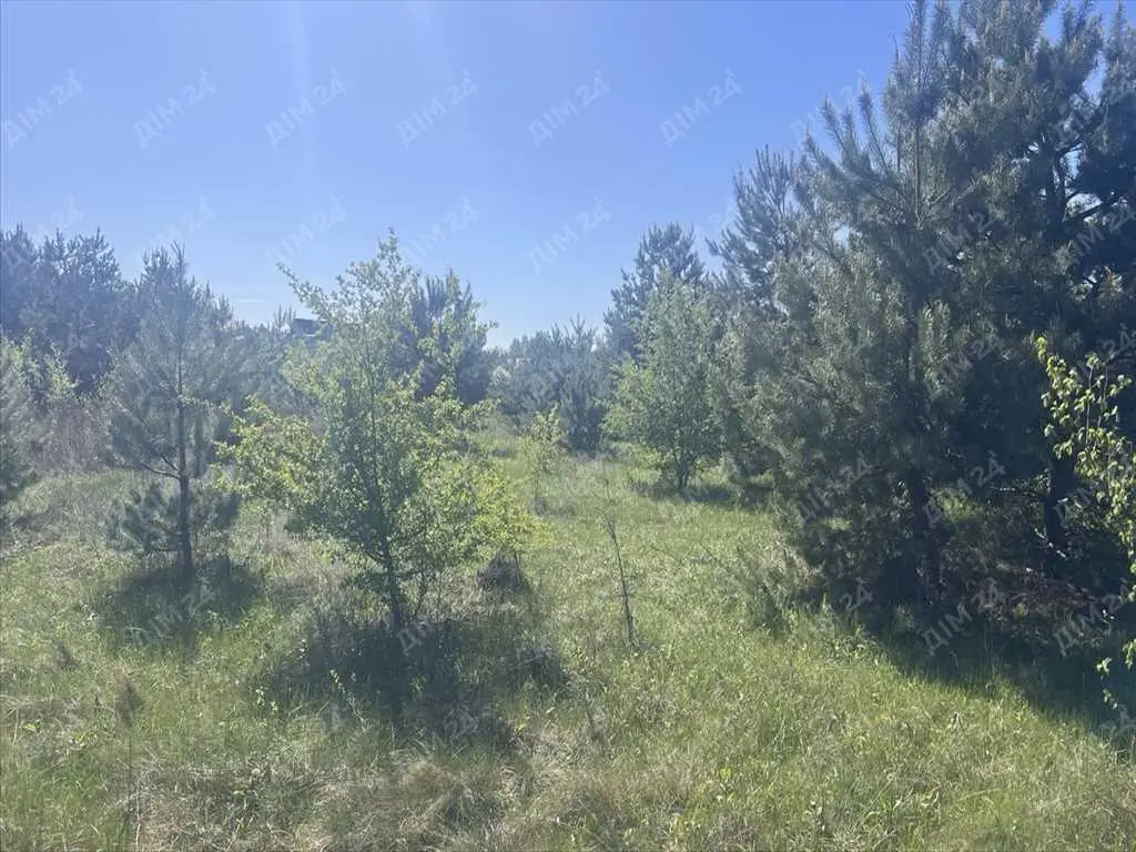 Ділянка в сосновому лісі!