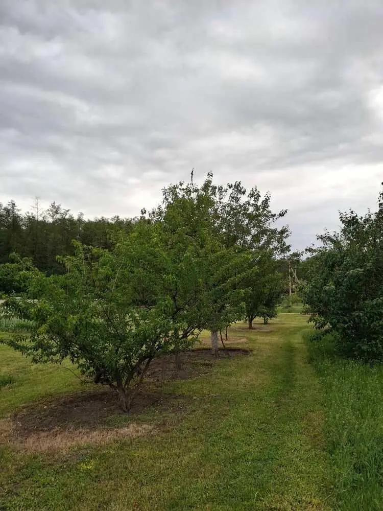 Ексклюзивна пропозиція: будинок з ремонтом біля лісу