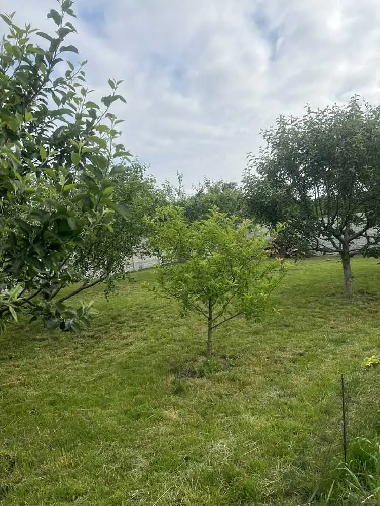 Будинок в пригороді Полтави