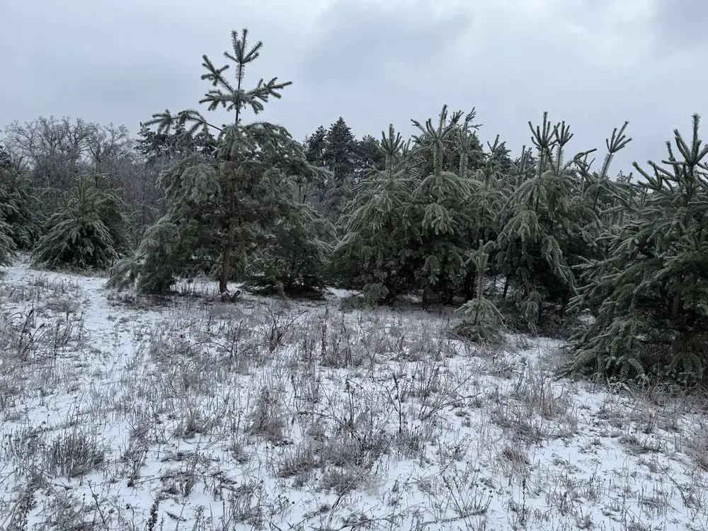 Продаж ділянки  -Терентіївка