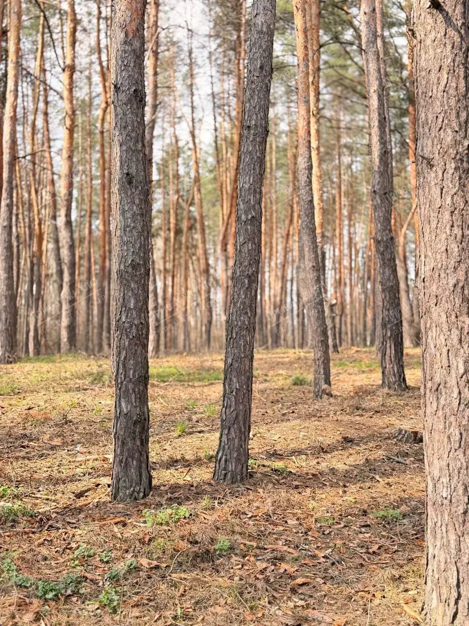 Будинок - Дача біля річки та лісу! Терешки
