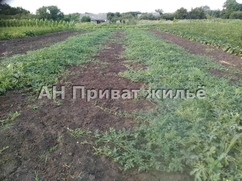 Бюджетні дві земельні ділянки  в с.Андріївка. 