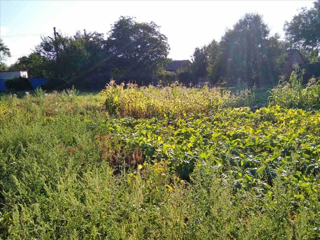 Земельна ділянка під забудову в Рибцях