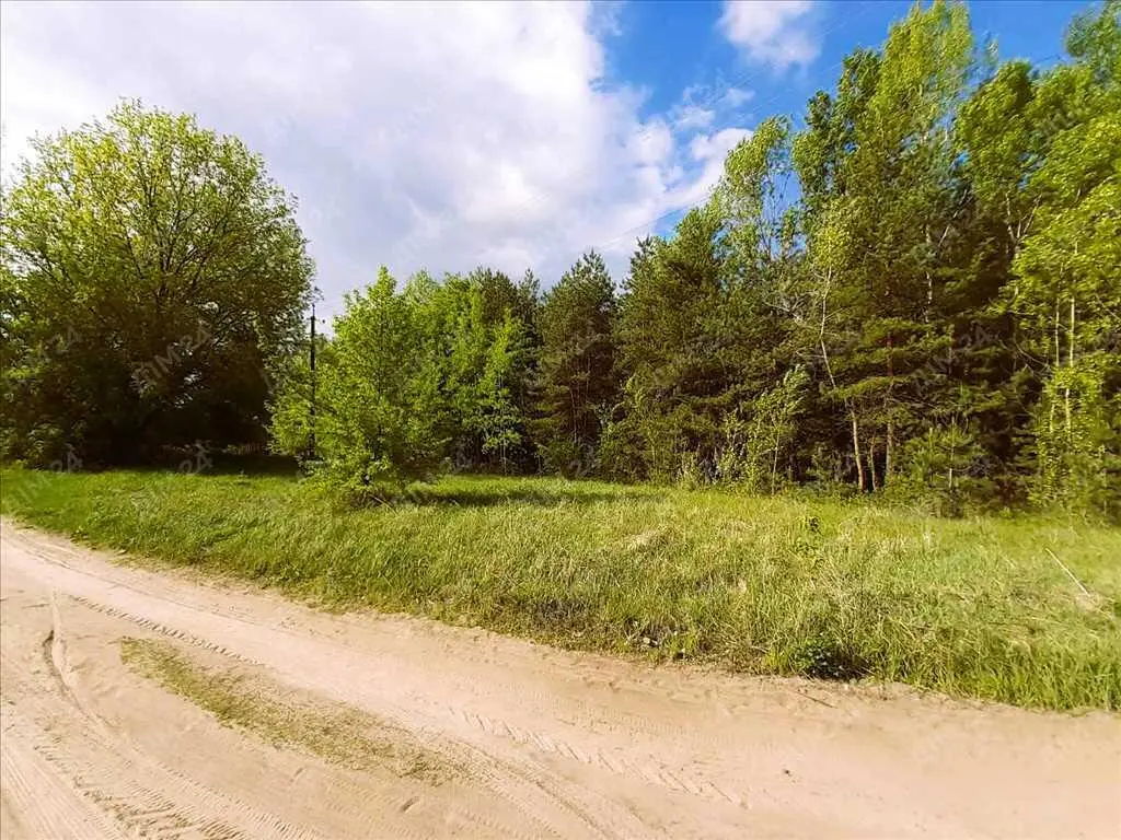 Сосновий ліс на ділянці. 