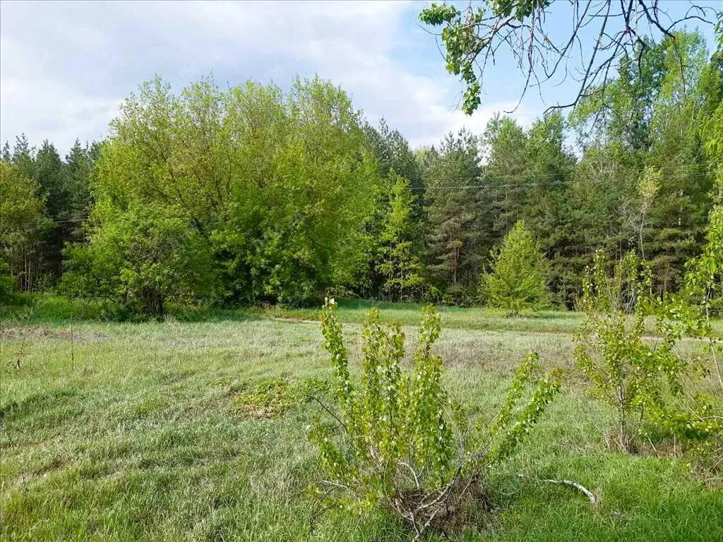 Сосновий ліс на ділянці. 