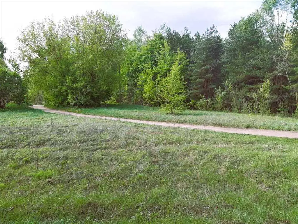 Сосновий ліс на ділянці. 